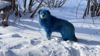 Ветеринар заявил о причастности людей к окрашиванию собак в голубой цвет