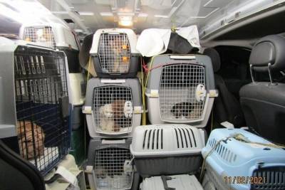 26 кошек и 3 собак не пропустили через псковскую границу из-за шарпея без микрочипа