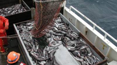 Глава Рыбного союза не ожидает снижения цен на минтай в ближайшее время