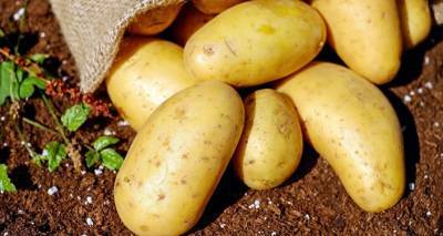 Грузия возвращает Турции почти 25 тонн опасного картофеля