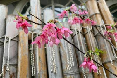 Первая в 2021 году сакура зацвела в Ботаническом саду