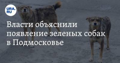 Власти объяснили появление зеленых собак в Подмосковье