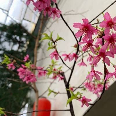 В Ботаническом саду Петербурга зацвела первая в этом году сакура
