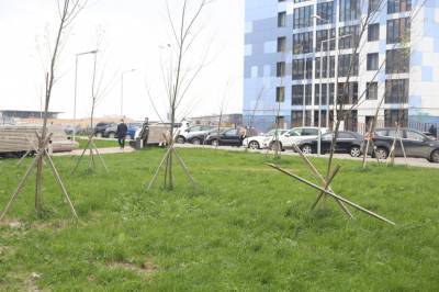 В Петербурге высадят почти 11 тысяч деревьев