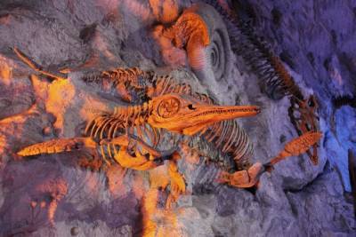 Ученые обнаружили новый древний вид рептилии