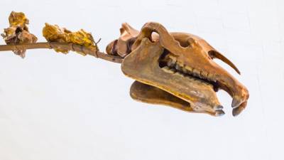 В Аргентине обнаружен новый вид рептилий, живших 230 млн лет назад