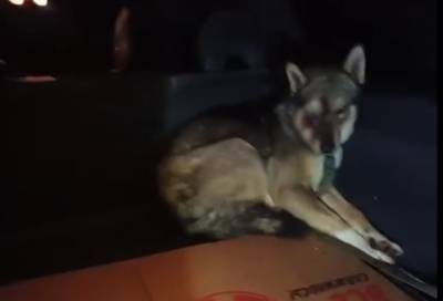 Неизвестный живодёр пробил псу голову топором в Ленобласти