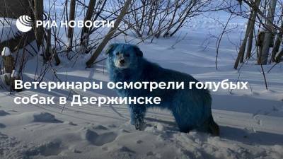 Ветеринары осмотрели голубых собак в Дзержинске