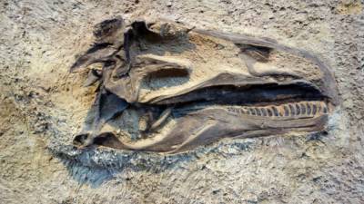Ученые обнаружили останки ранее неизвестных древних гигантских рептилий
