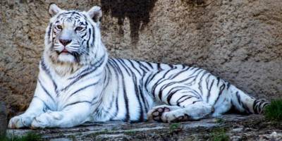 Белый тигр напугал автомобилистов, и полицейским пришлось его «усыновить»