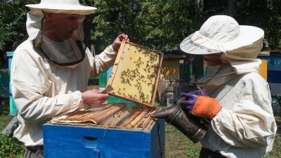 Мёдом намазано: мода на ЗОЖ играет на руку пчеловодам