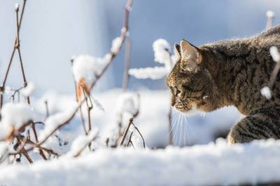 Снегопад с метелью и усиление ветра ожидаются в Костромской области