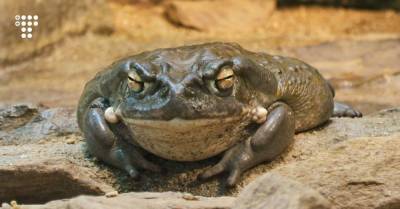 Зоозащитники просят прекратить доить «психоделических лягушек». Говорят, что это угрожает их популяции