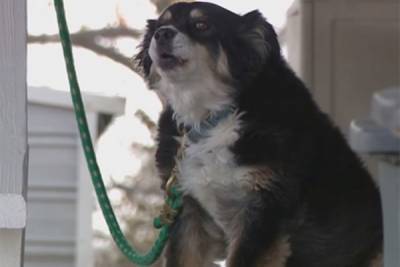 Американский бизнесмен оставил в наследство своей собаке 5 млн долларов