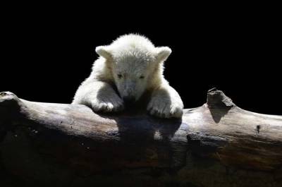 В зоопарке Детройта родились два белых медвежонка (ВИДЕО) и мира