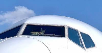Кота случайно заперли в самолете на 2 недели и он отомстил пилотам
