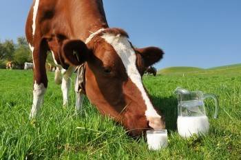 Цены на молочные продукты начали стремительно увеличиваться
