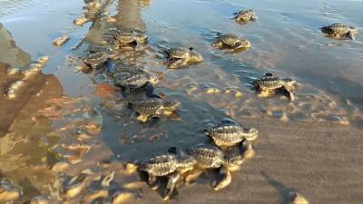 Сотни черепах выпустили на морской берег в Никарагуа.