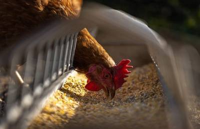 Израильский стартап занимается выращиванием кур, устойчивых к птичьему гриппу и мира