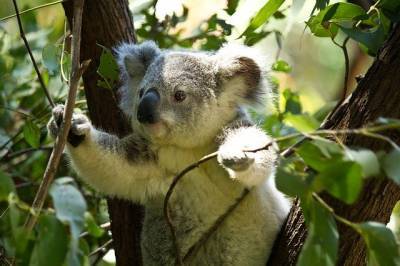 В Австралии коала устроила масштабное ДТП и мира