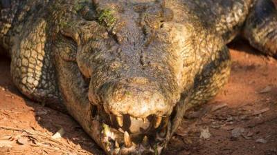 Австралиец вырвался из пасти крокодила, схватившего его за голову