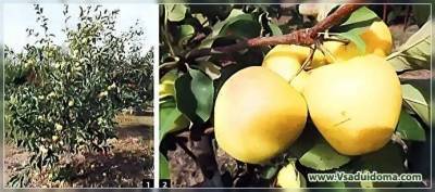 Яблоня сорта Айнур (фото) – мои отзывы