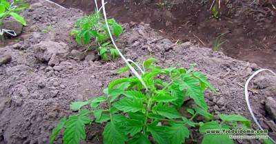 Выращивание сортовых томатов в Брянской области – подходящие сорта и уход