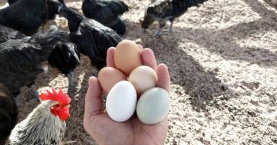 Экспорт курятины и яиц из Украины резко упал