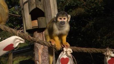 Обезьяны в Лондонском зоопарке отмечают День святого Валентина.