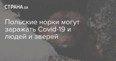 Польские норки могут заражать Covid-19 и людей и зверей