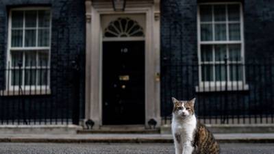 Главный кот Великобритании празднует юбилейные 10 лет на службе Королевства