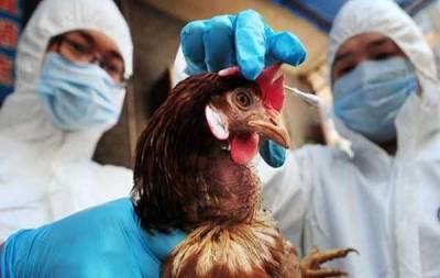 Под Мариуполем зафиксирована вспышка птичьего гриппа
