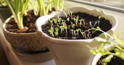 Вестник весны: как правильно организовать мини-сад на подоконнике
