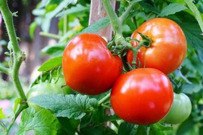 Штамбовые томаты для открытого грунта: проверенные сорта для хорошего урожая