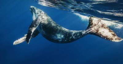 Ученые нашли новый метод изучения океанического дна — с помощью песен китов