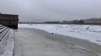 Пристывшую ко льду чайку спасли в Петербурге