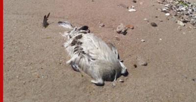 На берегу моря в Керчи заметили десятки погибших птиц