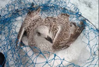 Волонтёры спасли вмёрзшую в Неву чайку