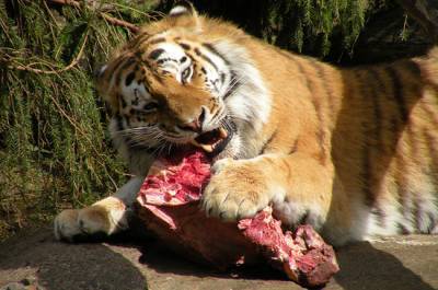 Россельхознадзор проверит, сколько мяса не докладывают тиграм