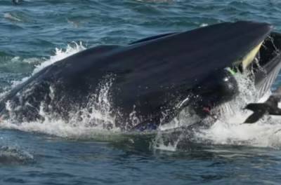 Появилось ВИДЕО, как кит пытался проглотить дайвера
