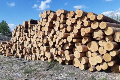 Госкомпания для экспорта необработанной древесины может появиться в России – «Известия»