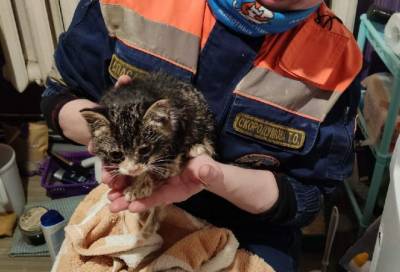 Волонтёры спасли котёнка, провалившегося в бывшую канализацию, в Зеленогорске