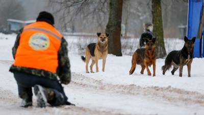 Убить нельзя приручить: сколько россиян погибают из-за бродячих собак?