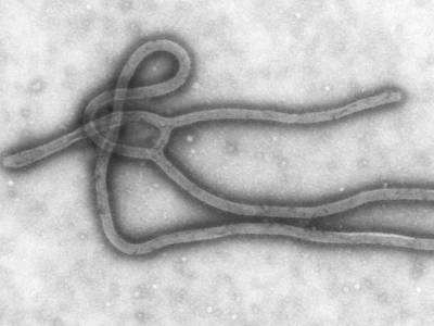 Жители Гвинеи начали умирать от Эболы