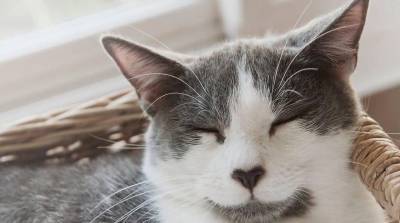 Котовалентинка: в США живет идеальный кот для 14 февраля (Фото)