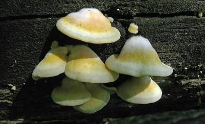 В Тюменской области ученые обнаружили новый для науки вид грибов