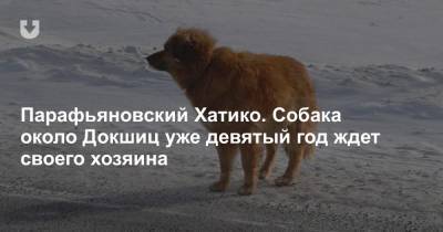 Парафьяновский Хатико. Собака около Докшиц уже девятый год ждет своего хозяина