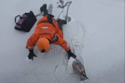 В Петербурге спасли чайку, примерзшую ко льду Невы