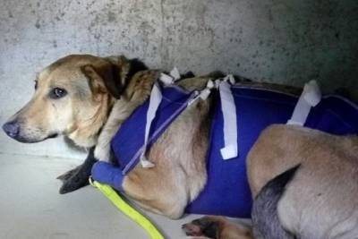 В Твери умерла собака, отравленная догхантерами