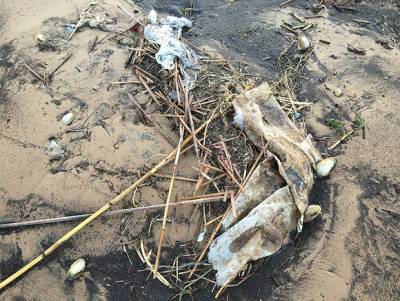 ЧП: пляжи Краснодарского края усыпаны мертвыми птицами и дельфинами